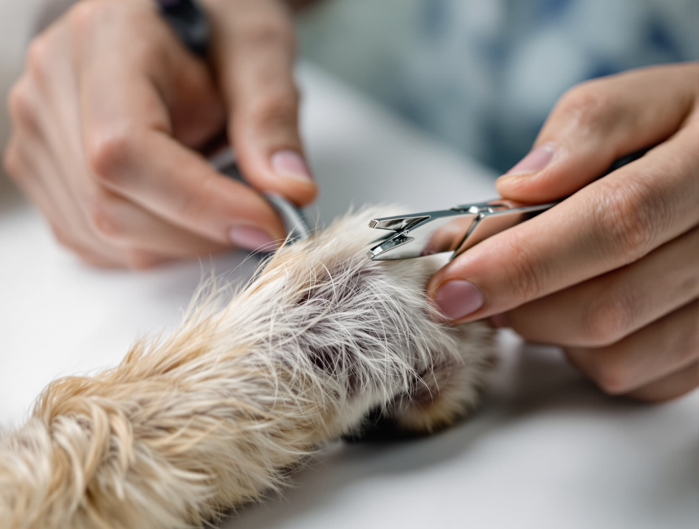 Nail Trim & Grind